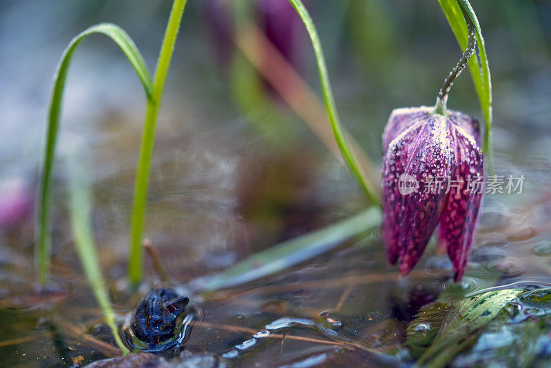 冰冻盛开的郁金香、蛇头贝母(Fritillaria meleagris)在其自然环境，沼泽